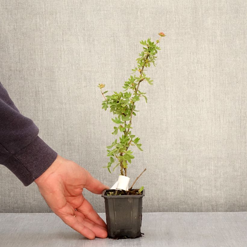 Exemplaar van Potentilla fruticosa Creme brulée - Struikganzerik Kweekpotje van 8/9 cm zoals geleverd in de lente
