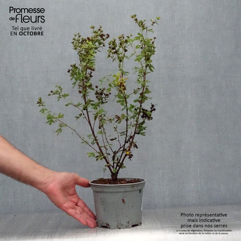 Exemplaar van Potentilla fruticosa Creme brulée - Struikganzerik Pot van 2 l/3 l zoals geleverd in de herfst