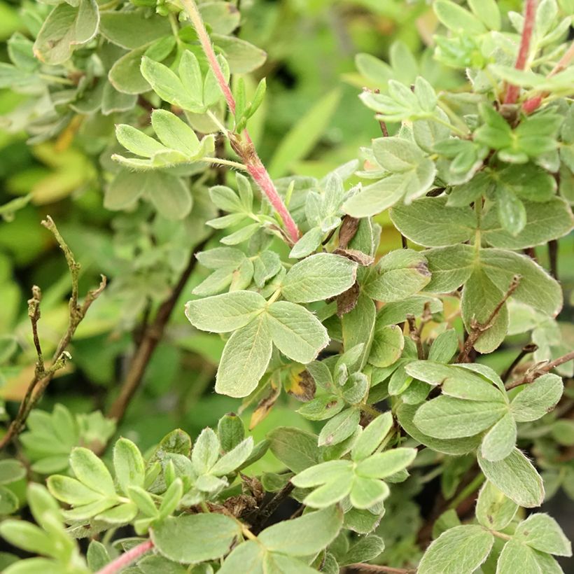 Potentilla fruticosa Creme brulée - Struikganzerik (Blad)