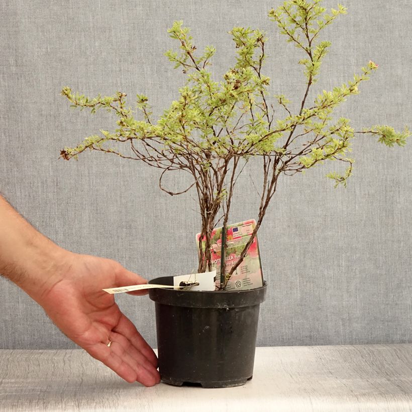 Exemplaar van Potentilla fruticosa Danny Boy - Struikganzerik Pot van 2 l/3 l zoals geleverd in de zomer