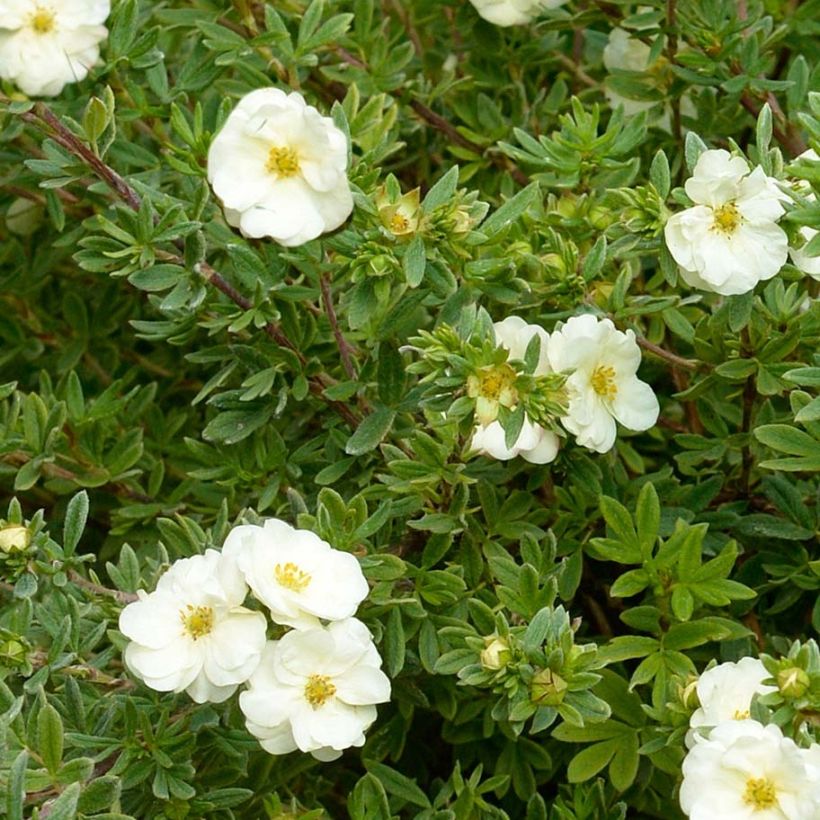 Potentilla fruticosa Double Punch Cream - Struikganzerik (Blad)