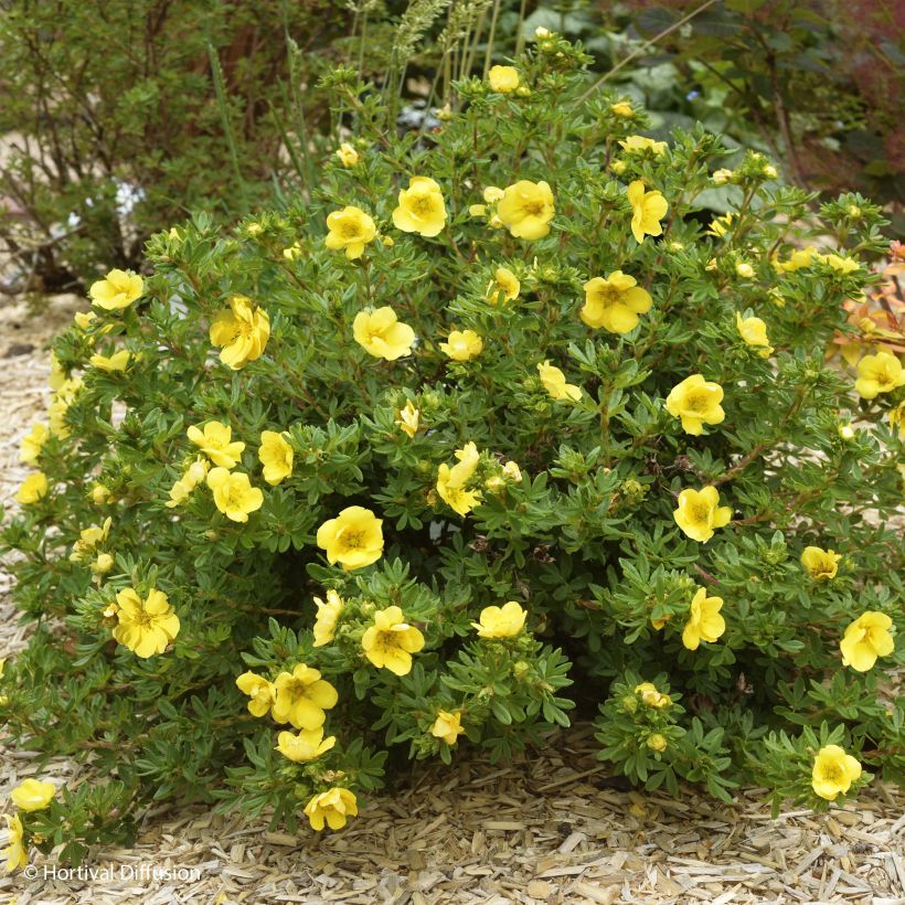 Potentilla fruticosa Double Punch Gold - Struikganzerik (Plant habit)
