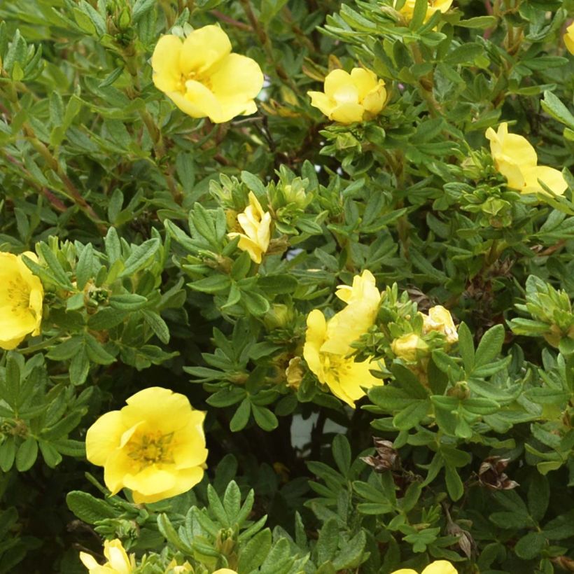 Potentilla fruticosa Double Punch Gold - Struikganzerik (Foliage)