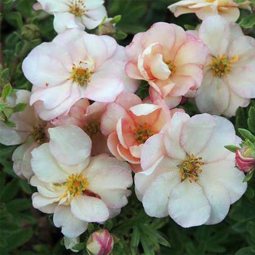 Potentilla fruticosa Double Punch Pastel - Struikganzerik (Flowering)