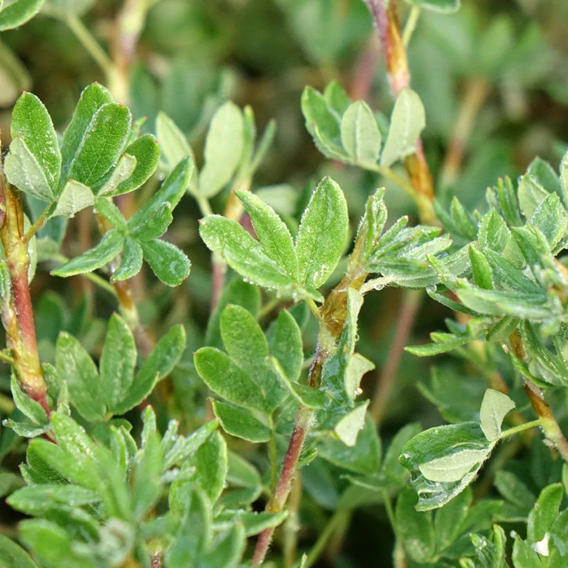 Potentilla fruticosa Double Punch Pastel - Struikganzerik (Blad)