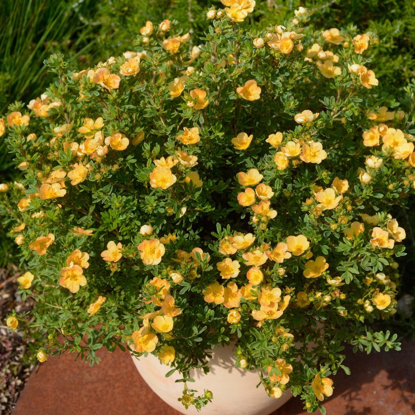 Potentilla fruticosa Double Punch Peach - Struikganzerik (Groeiplaats)