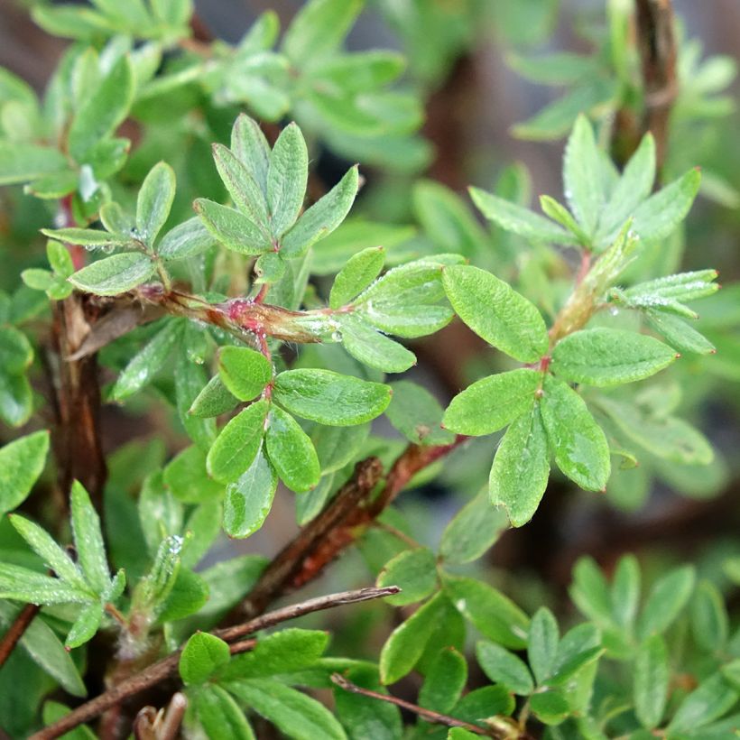 Dasiphora fruticosa Double Punch Pink - Struikganzerik (Blad)
