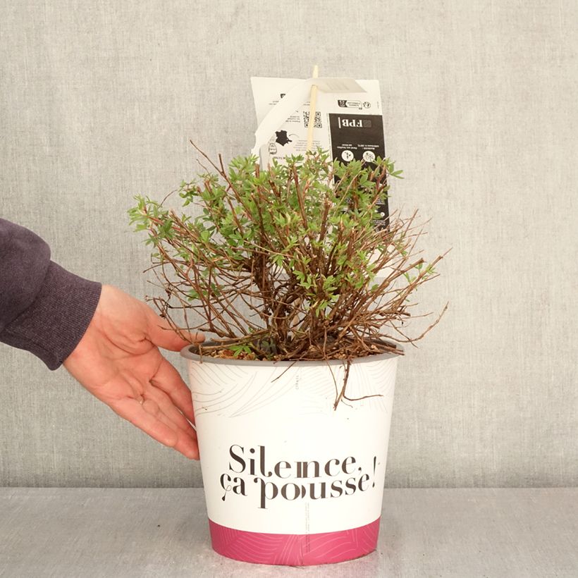 Exemplaar van Dasiphora fruticosa Double Punch Pink - Struikganzerik Pot van 4 l/5 l zoals geleverd in de lente