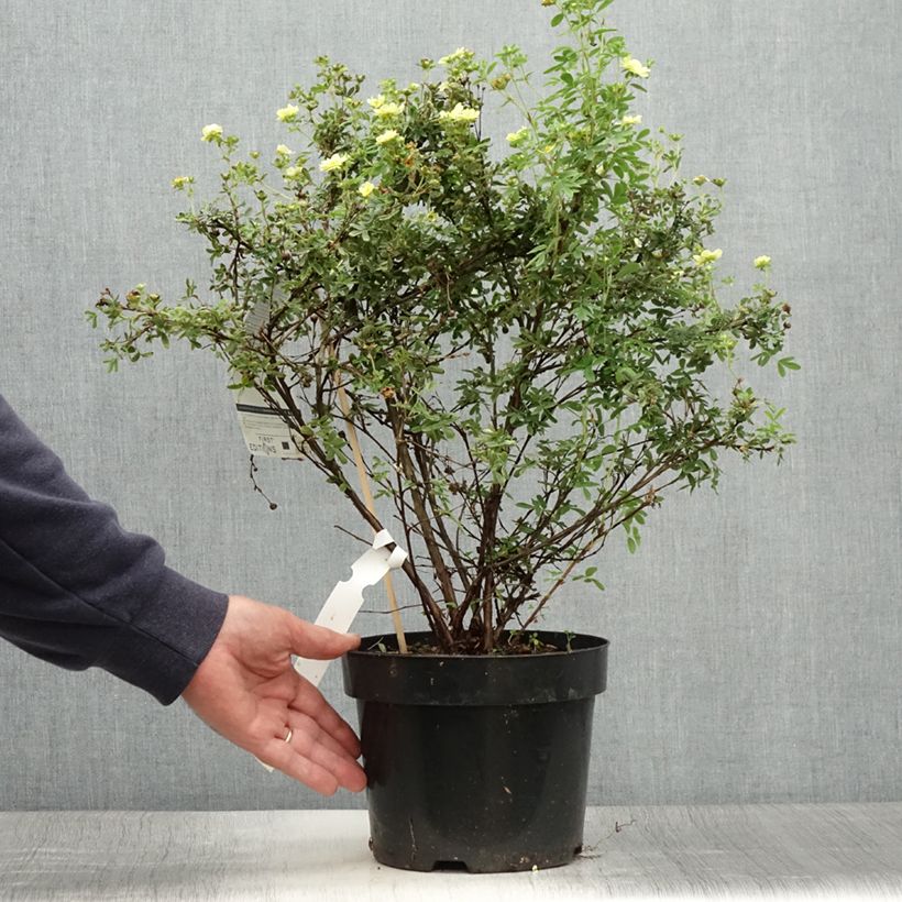 Exemplaar van Potentilla fruticosa Lemon Meringue - Struikganzerik Pot van 2 l/3 l zoals geleverd in de zomer