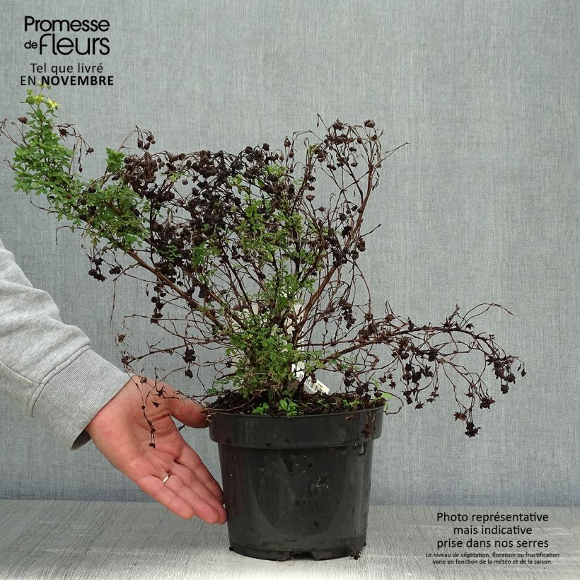 Exemplaar van Potentilla fruticosa Limelight - Struikganzerik Pot van 3 l/4 l zoals geleverd in de herfst