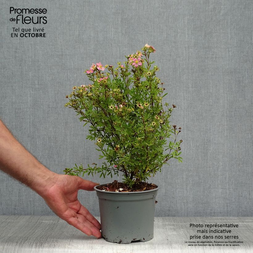 Exemplaar van Potentilla fruticosa Lovely Pink - Struikganzerik Pot van 1,5 l/2 l zoals geleverd in de herfst