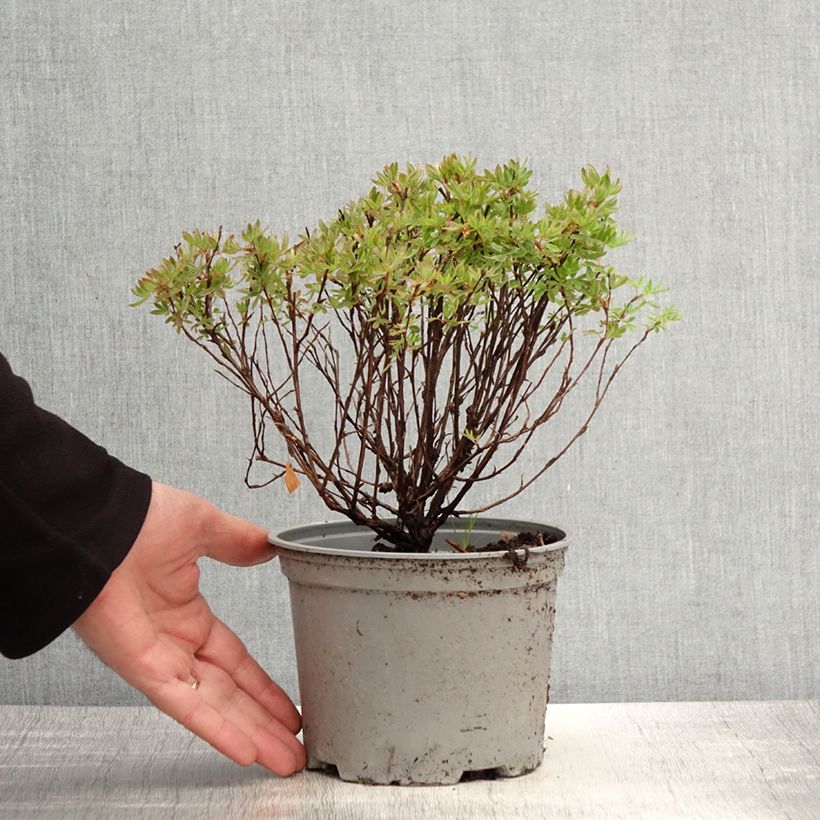 Exemplaar van Potentilla fruticosa Lovely Pink - Struikganzerik Pot van 1,5 l/2 l zoals geleverd in de lente