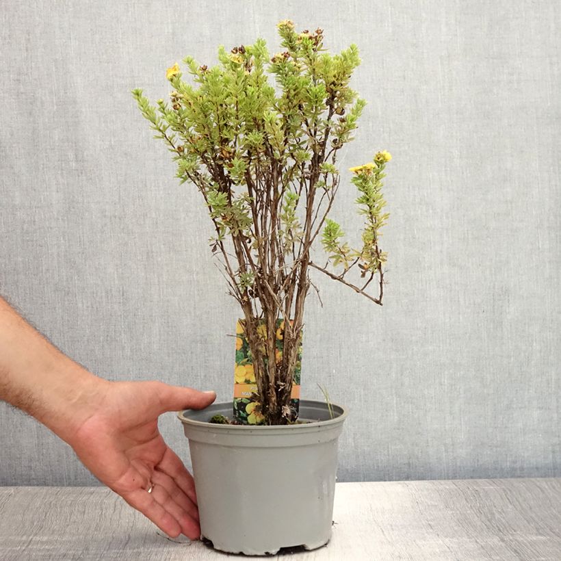 Exemplaar van Potentilla fruticosa Mango Tango - Struikganzerik Pot van 2 l/3 l zoals geleverd in de zomer