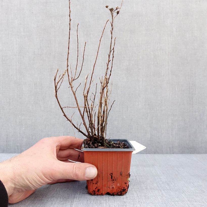 Exemplaar van Potentilla fruticosa Mango Tango- Potentille arbustive Godet de 8/9 cm zoals geleverd in de winter