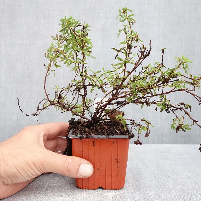 Exemplaar van Potentilla fruticosa Marian Red Robin - Struikganzerik Kweekpotje van 8/9 cm zoals geleverd in de herfst