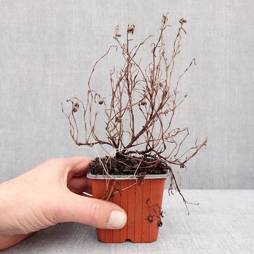 Exemplaar van Potentilla fruticosa Marian Red Robin - Potentille arbustive Godet de 8/9 cm zoals geleverd in de winter