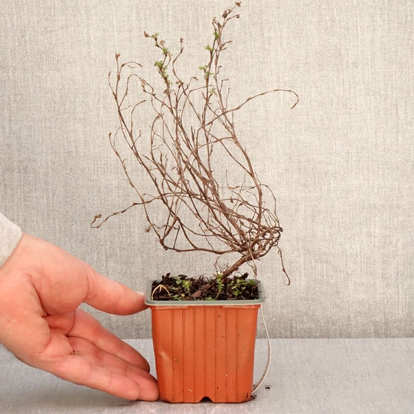 Exemplaar van Potentilla fruticosa Marian Red Robin - Struikganzerik Kweekpotje van 8/9 cm zoals geleverd in de lente