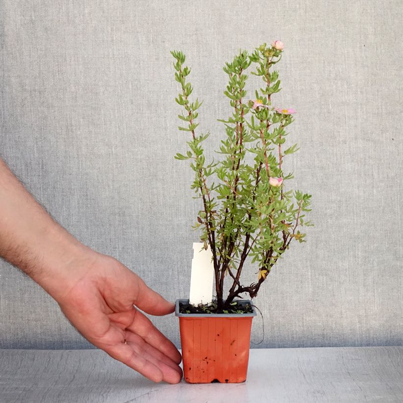 Exemplaar van Potentilla fruticosa Pink Paradise - Struikganzerik Kweekpotje van 8/9 cm zoals geleverd in de zomer