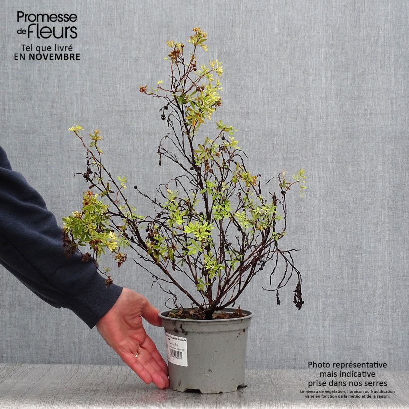 Exemplaar van Potentilla fruticosa Pink Paradise - Struikganzerik Pot van 2 l/3 l zoals geleverd in de herfst