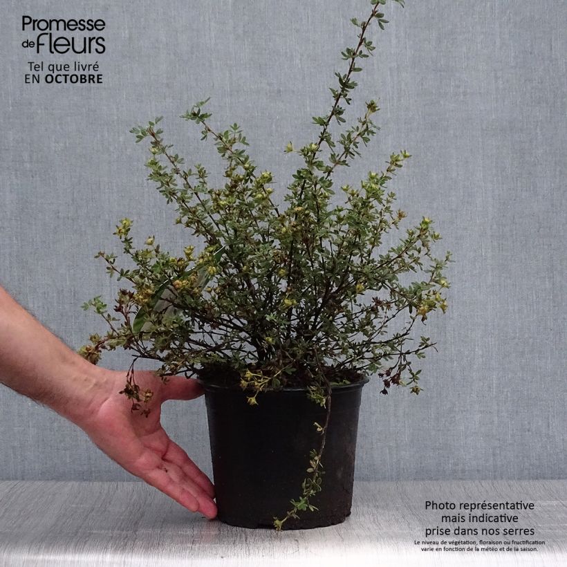 Exemplaar van Potentilla fruticosa Primrose Beauty - Struikganzerik Pot van 2 l/3 l zoals geleverd in de herfst