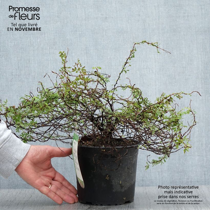 Exemplaar van Potentilla fruticosa Princess Pink Queen - Struikganzerik Pot van 2 l/3 l zoals geleverd in de herfst
