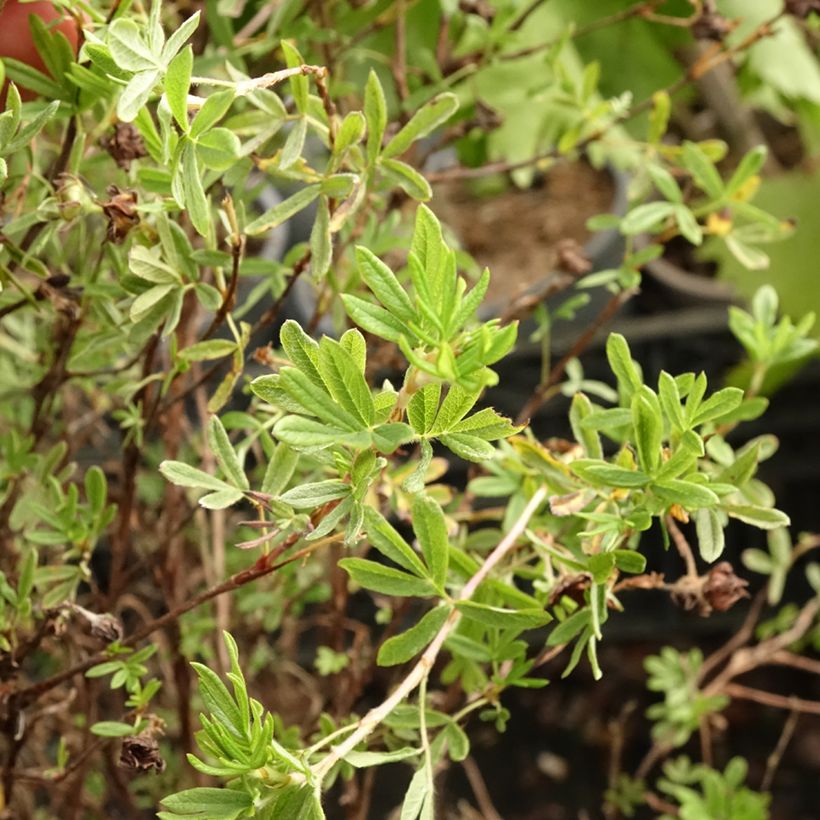 Potentilla fruticosa Princess Pink Queen - Struikganzerik (Blad)