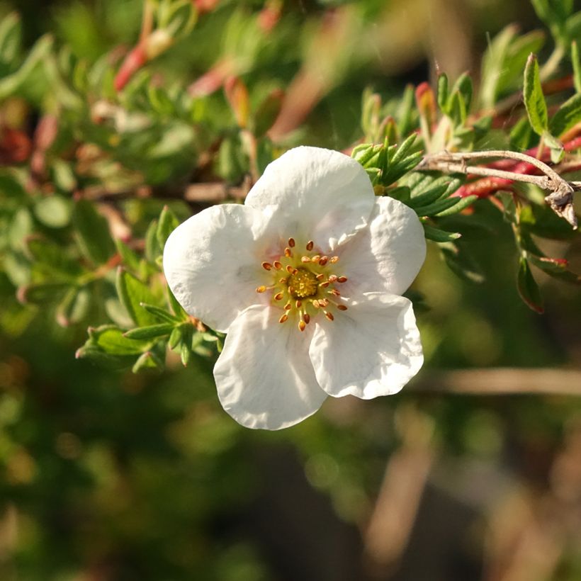 Potentilla fruticosa Princess Pink Queen - Struikganzerik (Bloei)