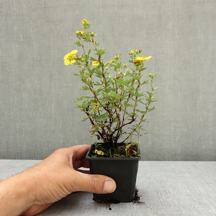 Exemplaar van Potentilla fruticosa Sommerflor - Struikganzerik Kweekpotje van 8/9 cm zoals geleverd in de lente