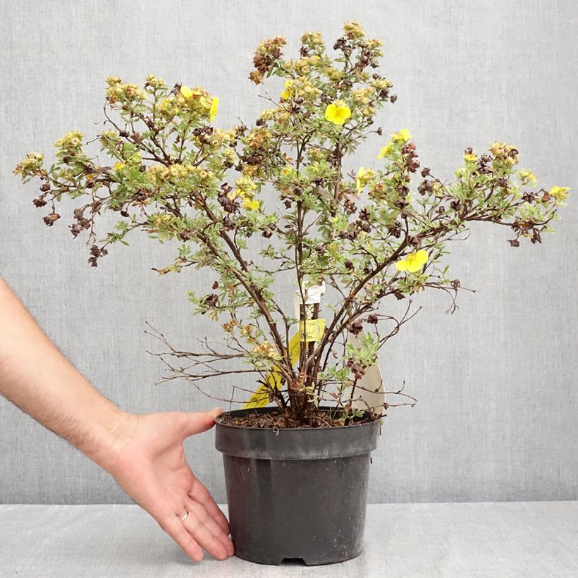 Exemplaar van Potentilla fruticosa Sommerflor - Struikganzerik Pot van 2 l/3 l zoals geleverd in de zomer