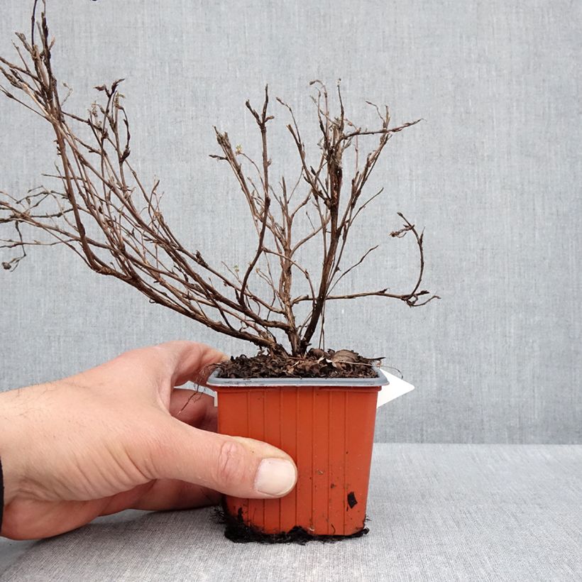 Example of Potentilla fruticosa Tangerine - Struikganzerik Kweekpotje van 8/9 cm as you get in printemps