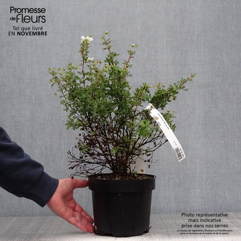 Exemplaar van Potentilla fruticosa White Lady - Struikganzerik Pot van 3 l/4 l zoals geleverd in de herfst