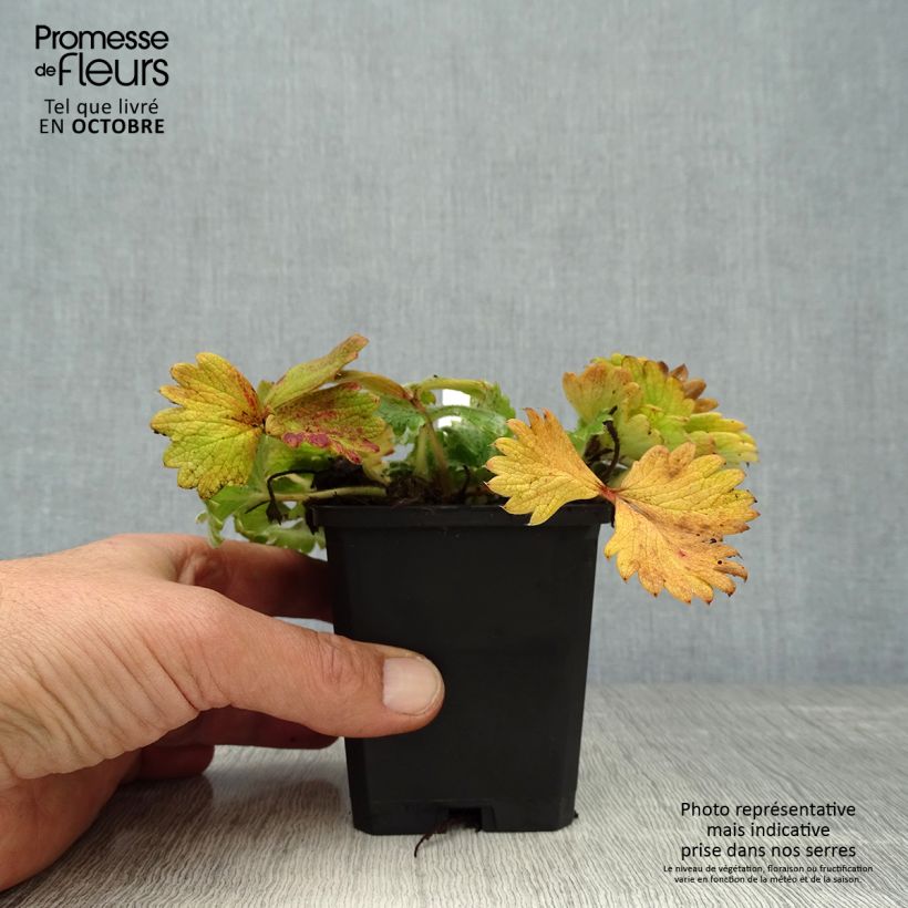 Exemplaar van Potentilla megalantha - Grootbloemige ganzerik Kweekpotje van 8/9 cm zoals geleverd in de herfst