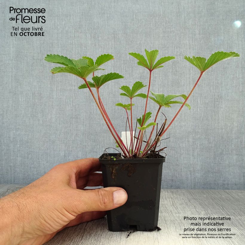 Exemplaar van Potentilla nepalensis Miss Willmott - Nepalganzerik Kweekpotje van 8/9 cm zoals geleverd in de herfst