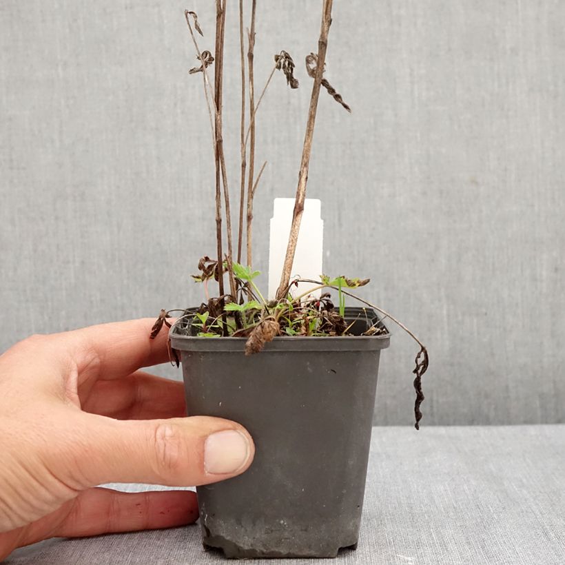 Exemplaar van Potentilla recta - Rechte ganzerik Kweekpotje van 8/9 cm zoals geleverd in de herfst