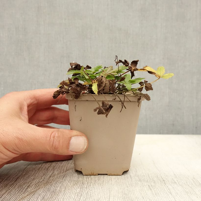 Exemplaar van Potentilla recta sulphurea - Rechte ganzerik Kweekpotje van 8/9 cm zoals geleverd in de herfst
