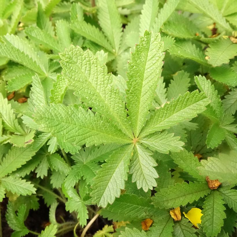 Potentilla recta sulphurea - Rechte ganzerik (Blad)
