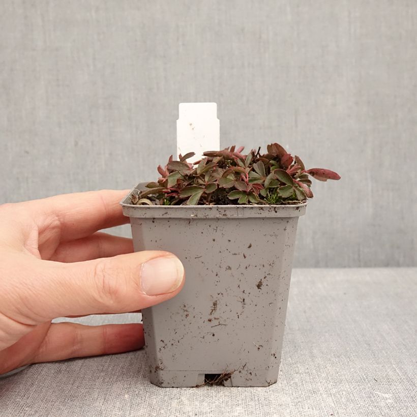 Example of Potentilla tridentata Nuuk - Ganzerik Kweekpotje van 8/9 cm as you get in hiver