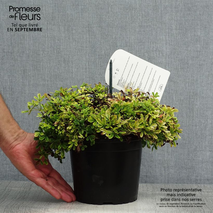 Exemplaar van Potentilla tridentata Nuuk - Ganzerik Pot van 1,5 l/2 l zoals geleverd in de zomer
