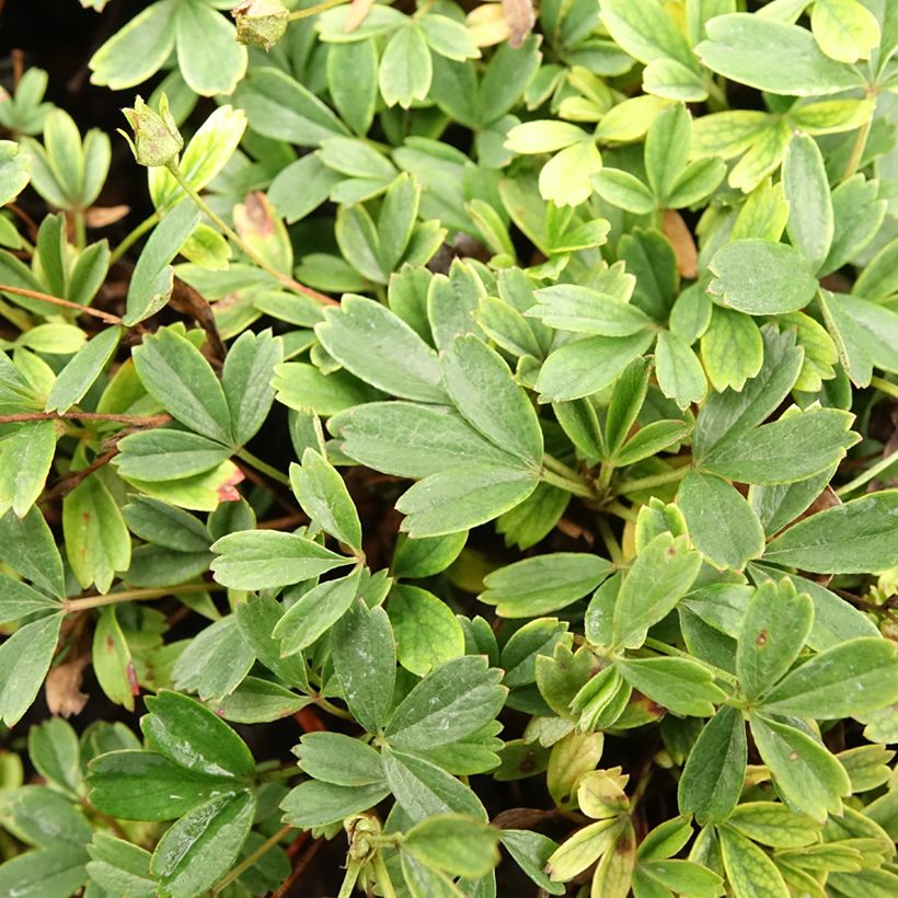 Potentilla tridentata Nuuk - Ganzerik (Blad)