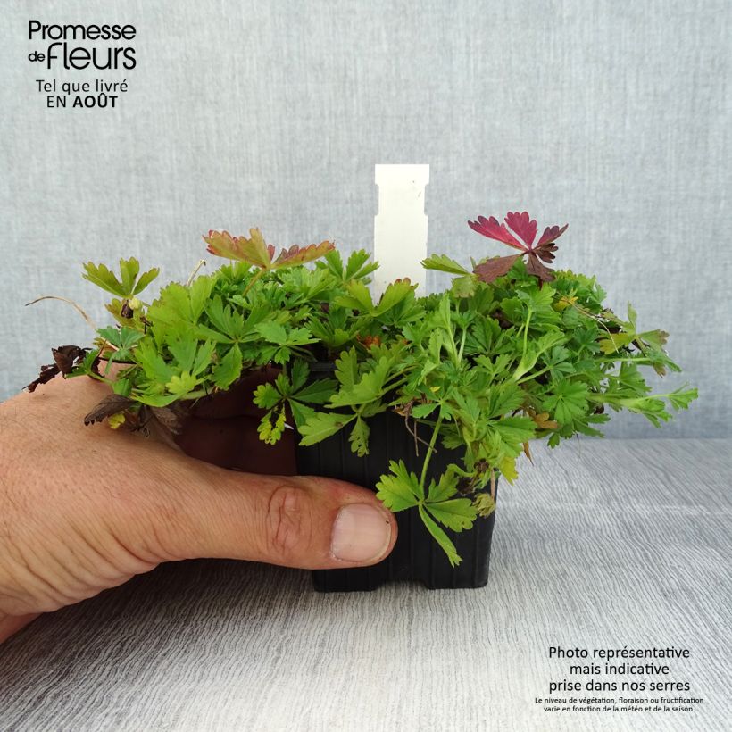 Exemplaar van Potentilla verna - Voorjaarsganzerik Kweekpotje van 8/9 cm zoals geleverd in de zomer