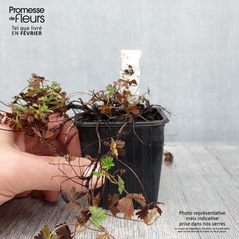Exemplaar van Potentilla verna - Potentille de printemps Godet de 8/9 cm zoals geleverd in de winter