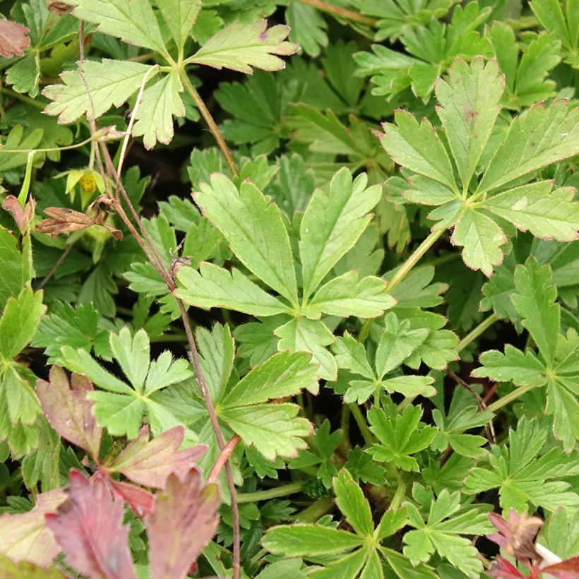 Potentilla verna - Voorjaarsganzerik (Blad)