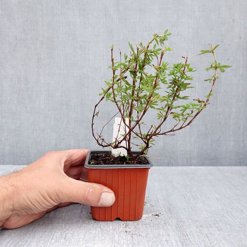 Exemplaar van Potentilla fruticosa Bella Apple - Struikganzerik Kweekpotje van 8/9 cm zoals geleverd in de herfst