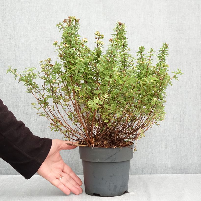 Exemplaar van Potentilla fruticosa Bella Apple - Struikganzerik Pot van 2 l/3 l zoals geleverd in de herfst