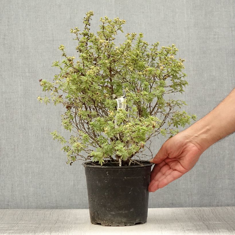 Exemplaar van Potentilla fruticosa Bella Apple - Struikganzerik Pot van 2 l/3 l zoals geleverd in de zomer