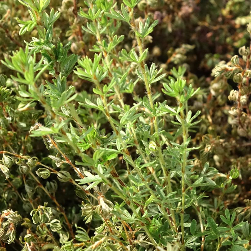Potentilla fruticosa Bella Lindsey - Struikganzerik (Blad)