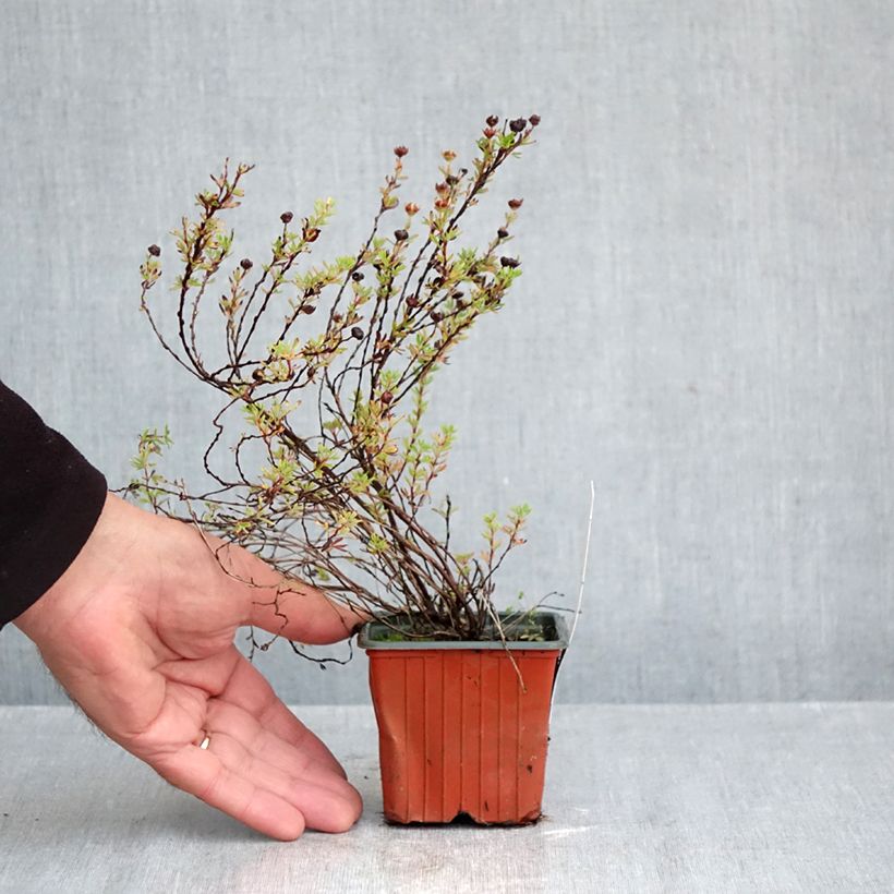 Exemplaar van Potentilla fruticosa Bella Lindsey - Struikganzerik Kweekpotje van 8/9 cm zoals geleverd in de herfst