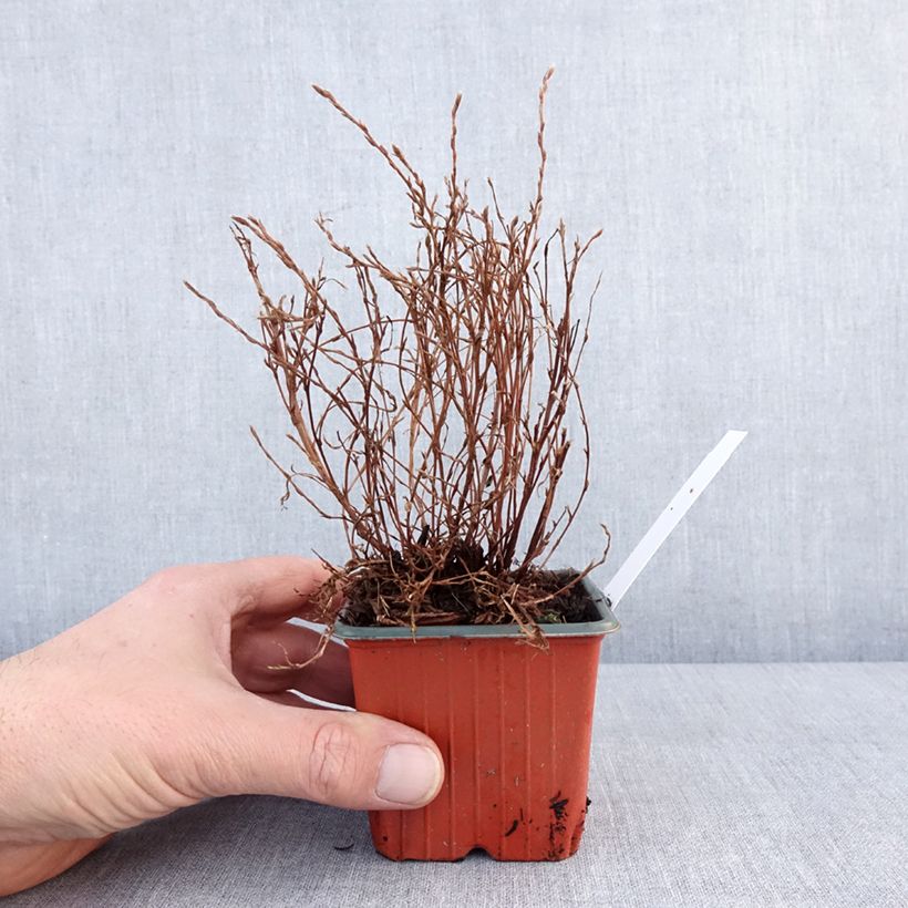 Exemplaar van Potentilla fruticosa Bella Lindsey - Struikganzerik Kweekpotje van 8/9 cm zoals geleverd in de winter