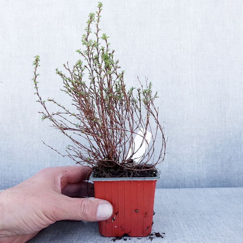 Example of Potentilla fruticosa Bella Lindsey - Struikganzerik Kweekpotje van 8/9 cm as you get in printemps