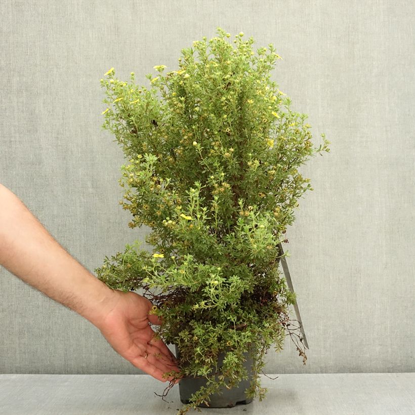 Exemplaar van Potentilla fruticosa Bella Lindsey - Struikganzerik Pot van 2 l/3 l zoals geleverd in de zomer